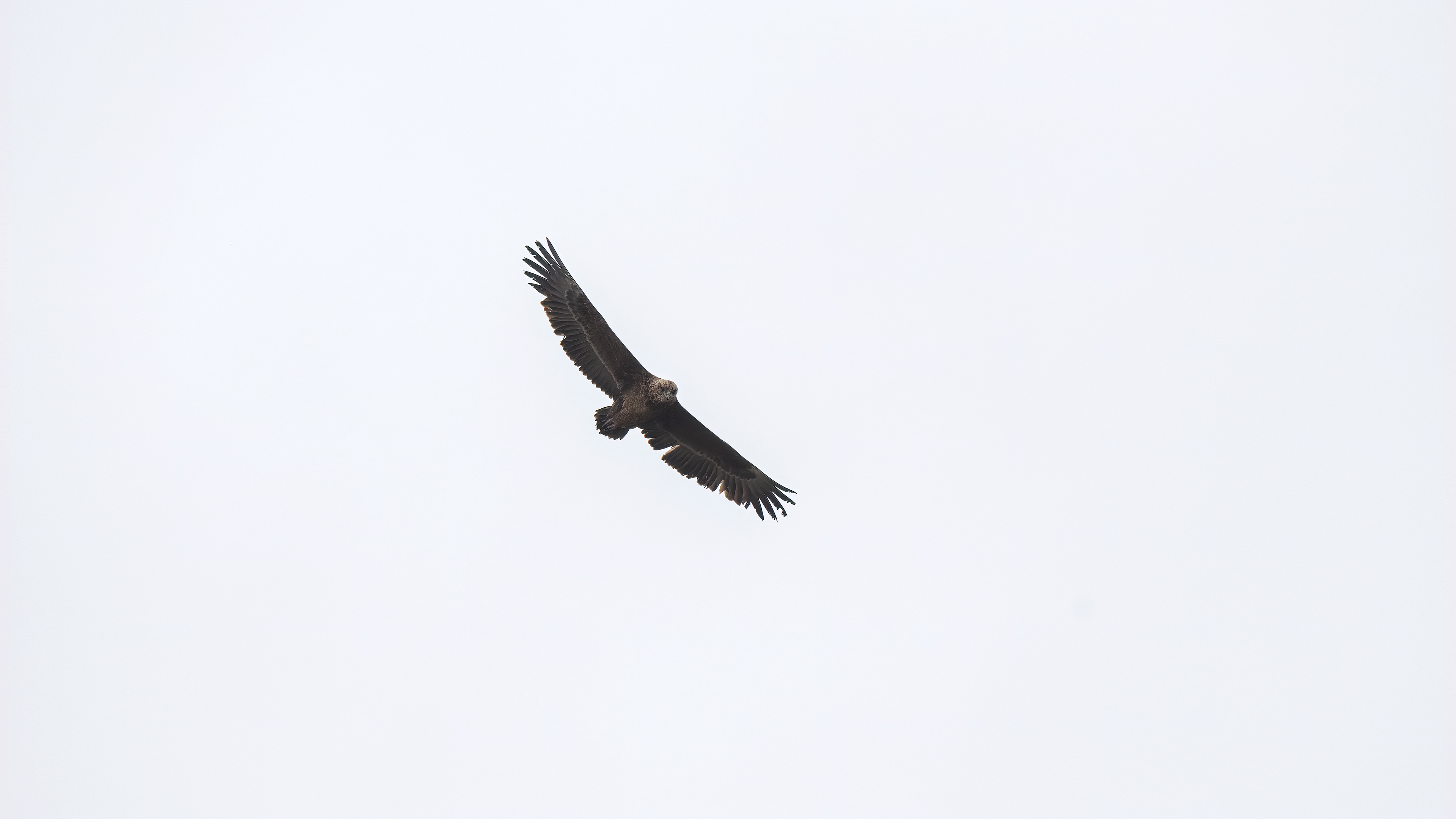 Bateleur